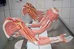 Laboratório de Anatomia