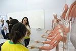 Visita da Fundação Catarinense de Educação Especial – FCEE ao Laboratório de Anatomia da FASC